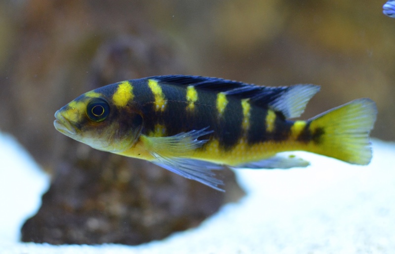 Pseudotropheus crabro